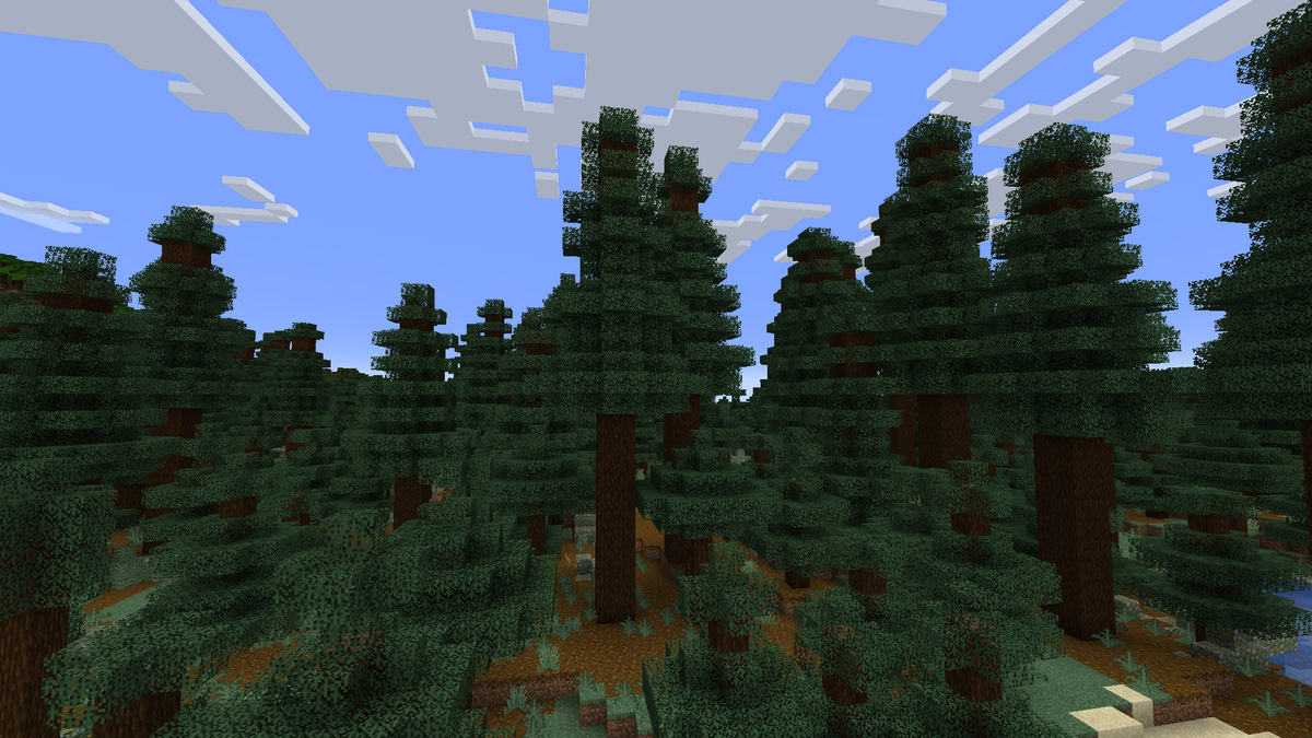 Spruce forest